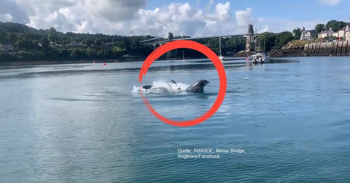 Zwei Delphine sorgen auf einem Touristenboot für Aufregung
