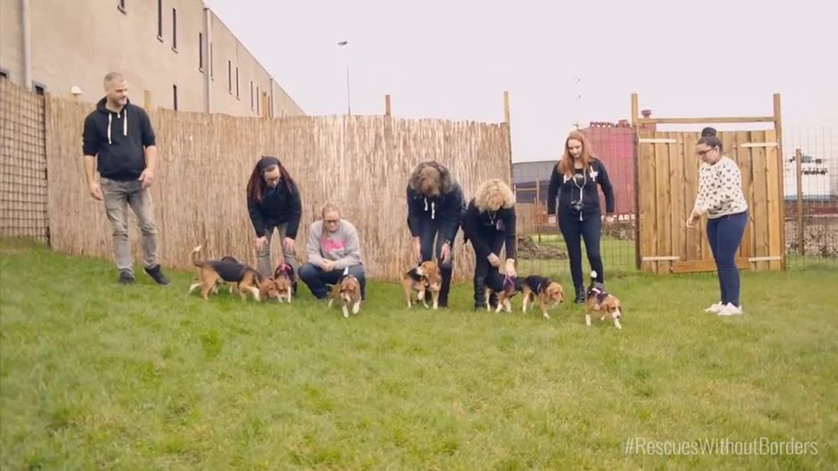 Vom Labor in die Freiheit: Diese Hunde berühren erstmals Gras