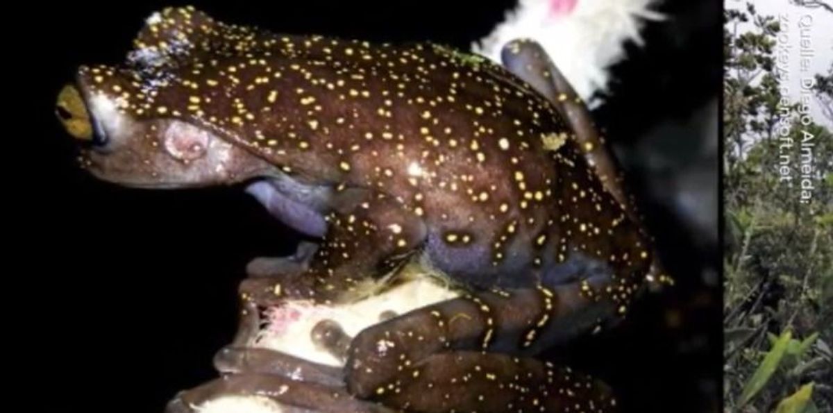 Forscher entdecken außergewöhnlichen Baumfrosch in Ecuador - und der sieht echt abgefahren aus