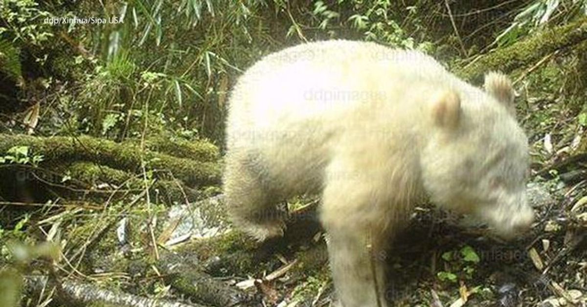 Seltener Albino-Panda fotografiert