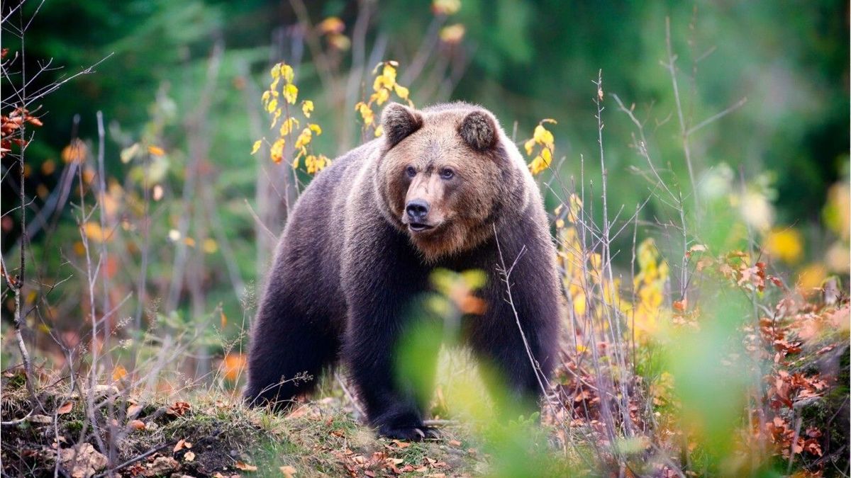 Bär-Attacke in Bayern: Raubtier tötet Schafe bei Rosenheim