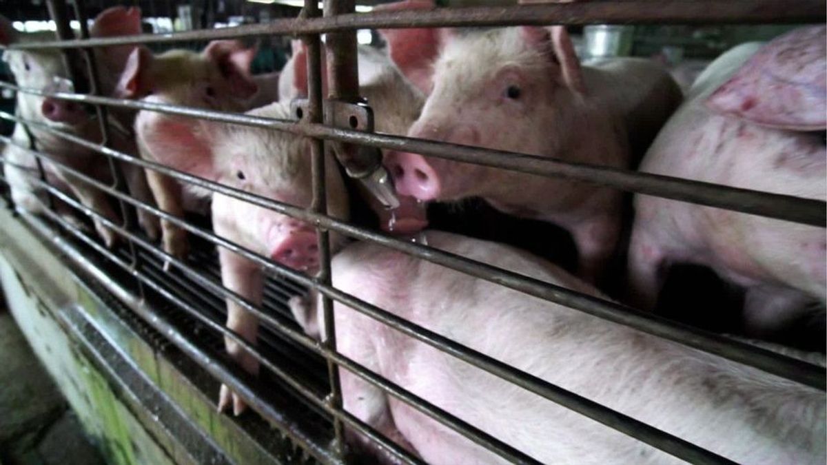 Pandemisches Potential: Forscher warnen vor neuer Schweinegrippe