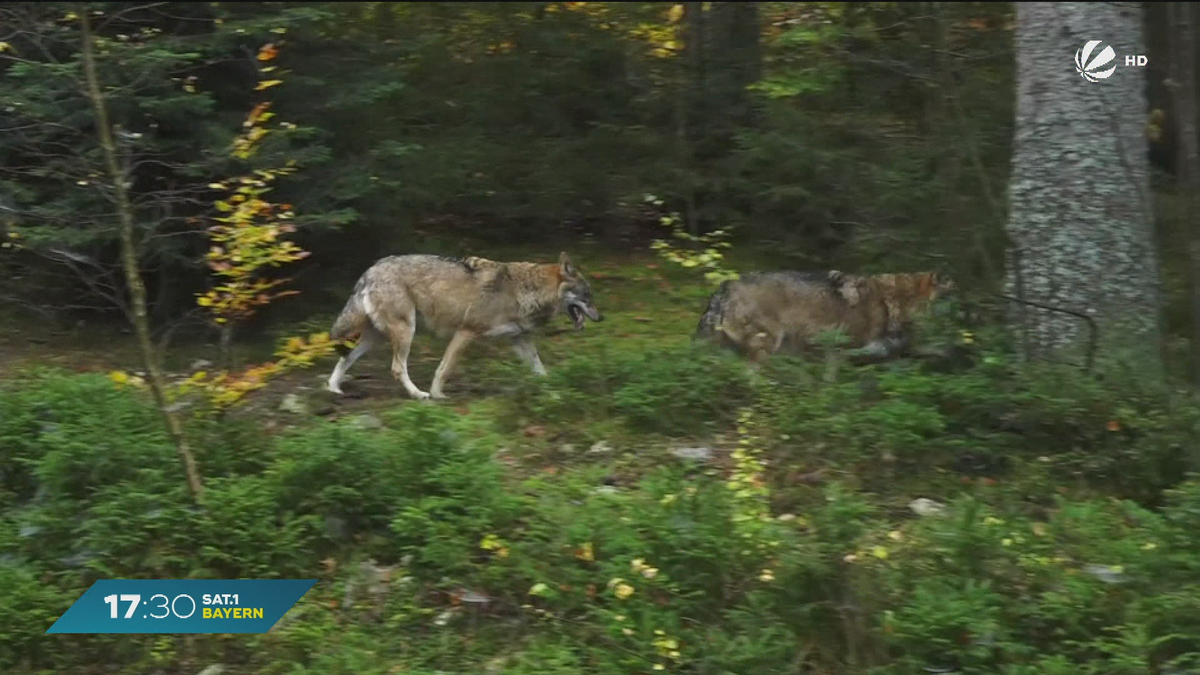 Kabinett beschließt Landesgesetz: Wolf kommt ins Jagdrecht