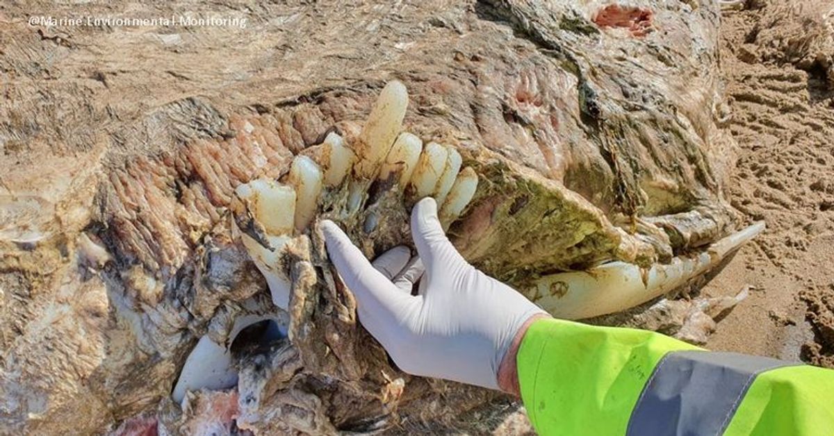 Rästelhafter Fund: Gesichtsloses Meerestier an Strand gespült