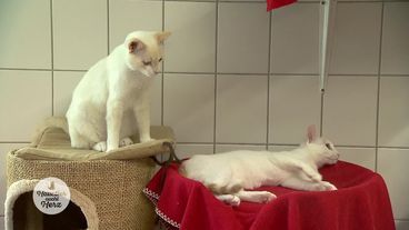 Kleine Katzen suchen Körbchen auf Lebenszeit