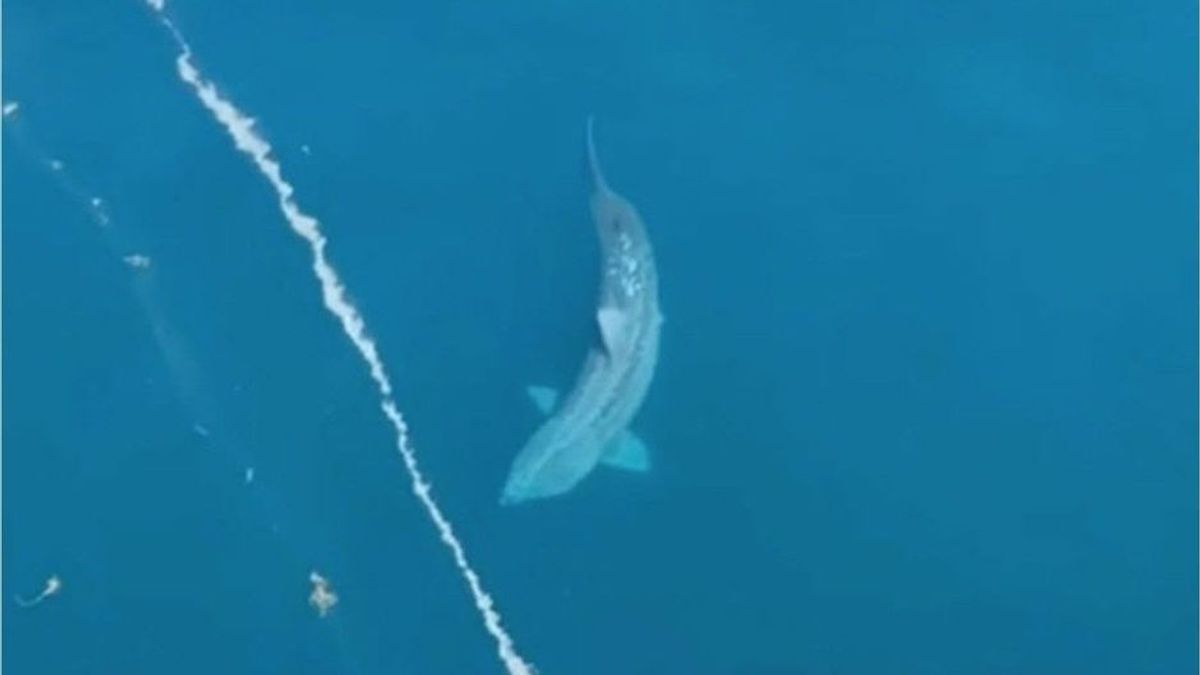 Virales Video: Gigantischer Hai versetzt Urlauber auf Kreuzfahrtschiff in Panik
