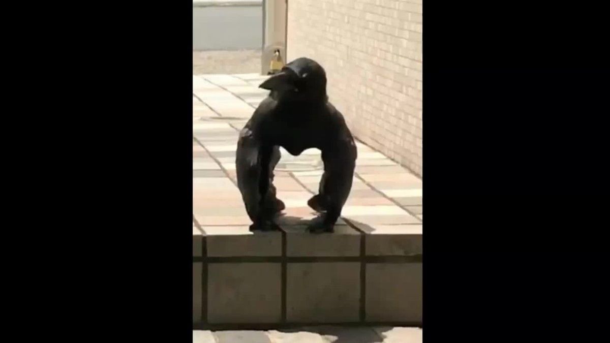 Video von Krähe, die aussieht wie ein Gorilla, verwirrt das Netz