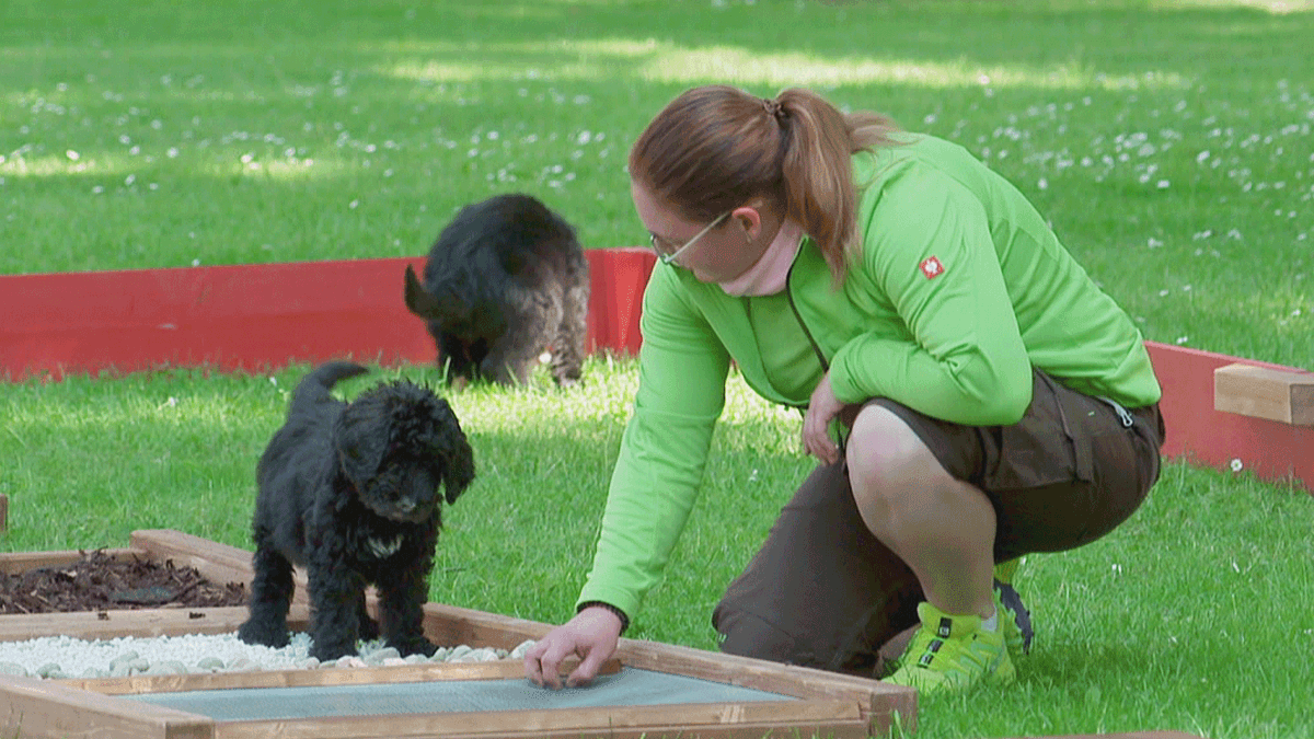 Großartiges Welpen Training?