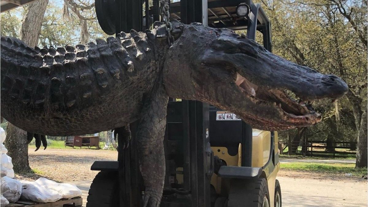 Grusel-Fund in Riesen-Alligator löst 24 Jahre altes Rätsel