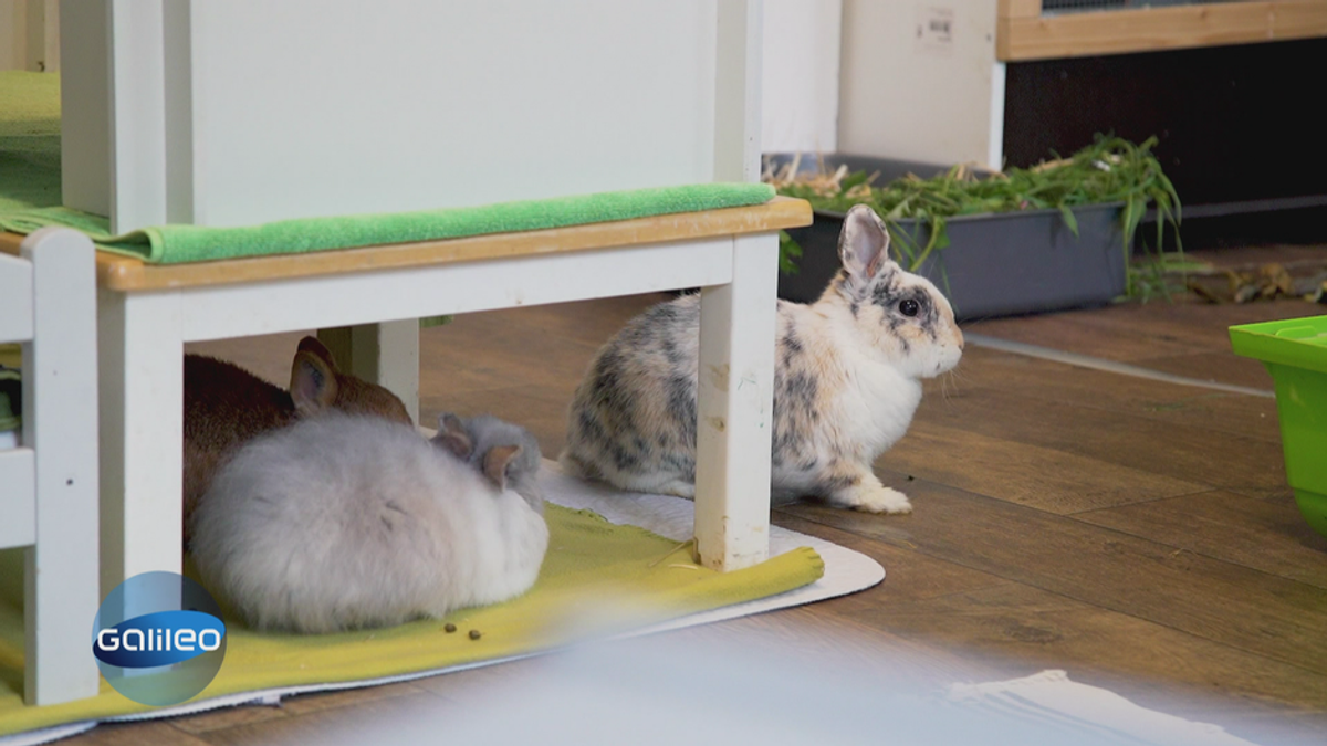 Chinchillas, Kaninchen, Degus: 70 Tiere unter einem Dach! 