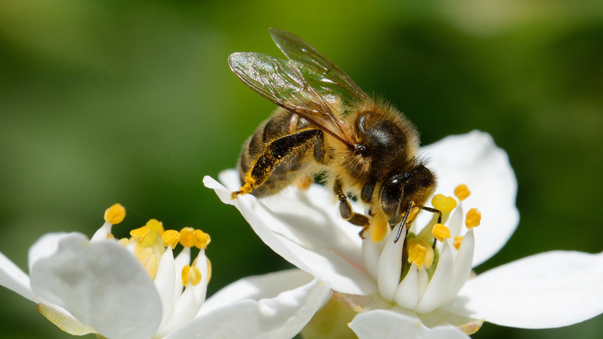 Wildbienen akut gefährdet! Das kann man tun