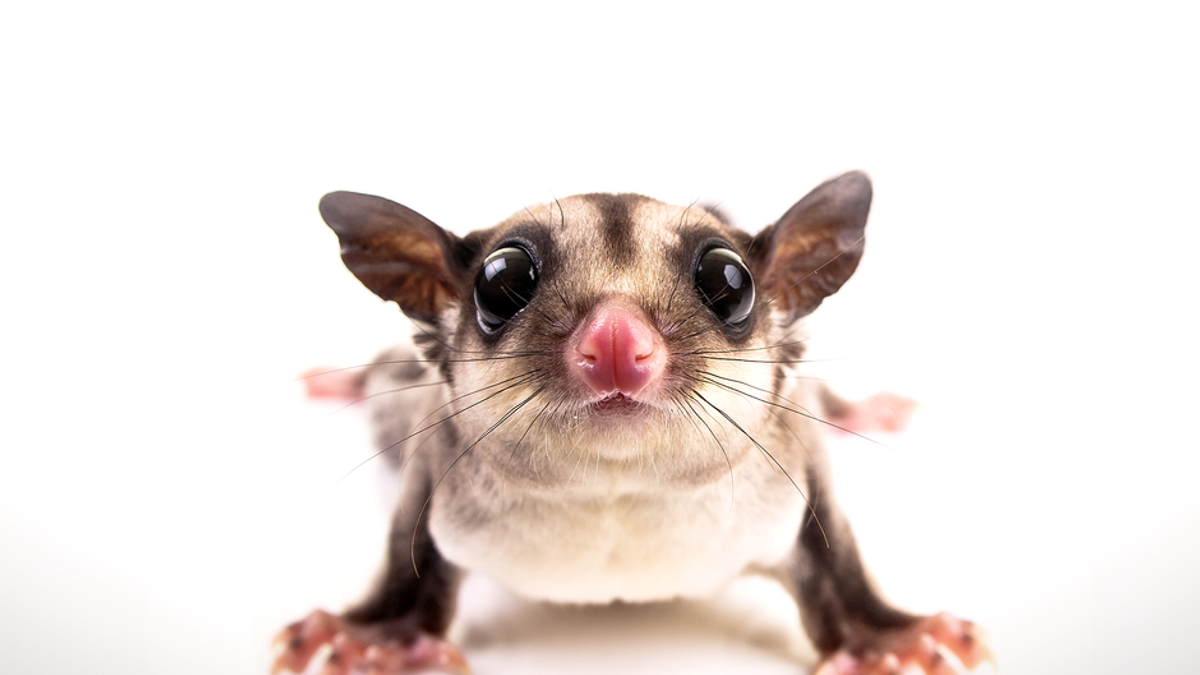 Sugar Glider als Haustier? Besser nicht!