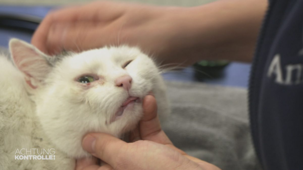 Tierklinik Haar: Entzündung am Auge bei Kater Heino