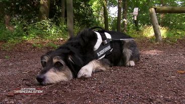 Hund ohne Durchblick