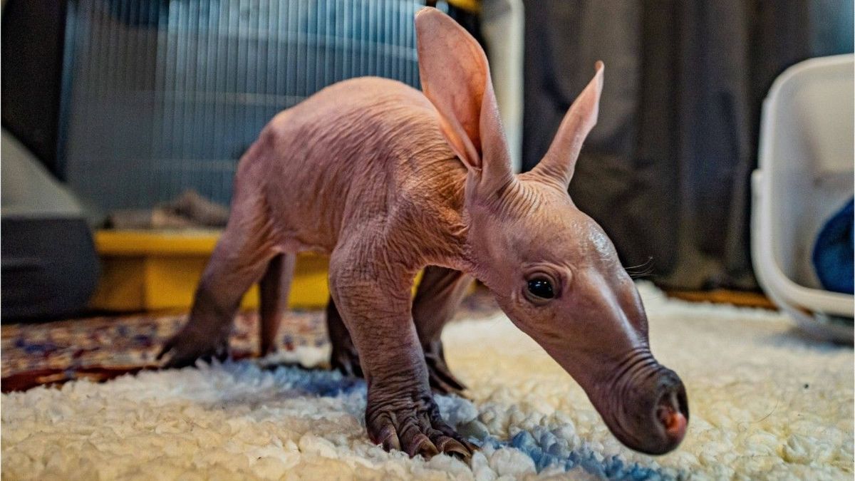 Seltener Nachwuchs: Erdferkel-Baby Dobby begeistert England