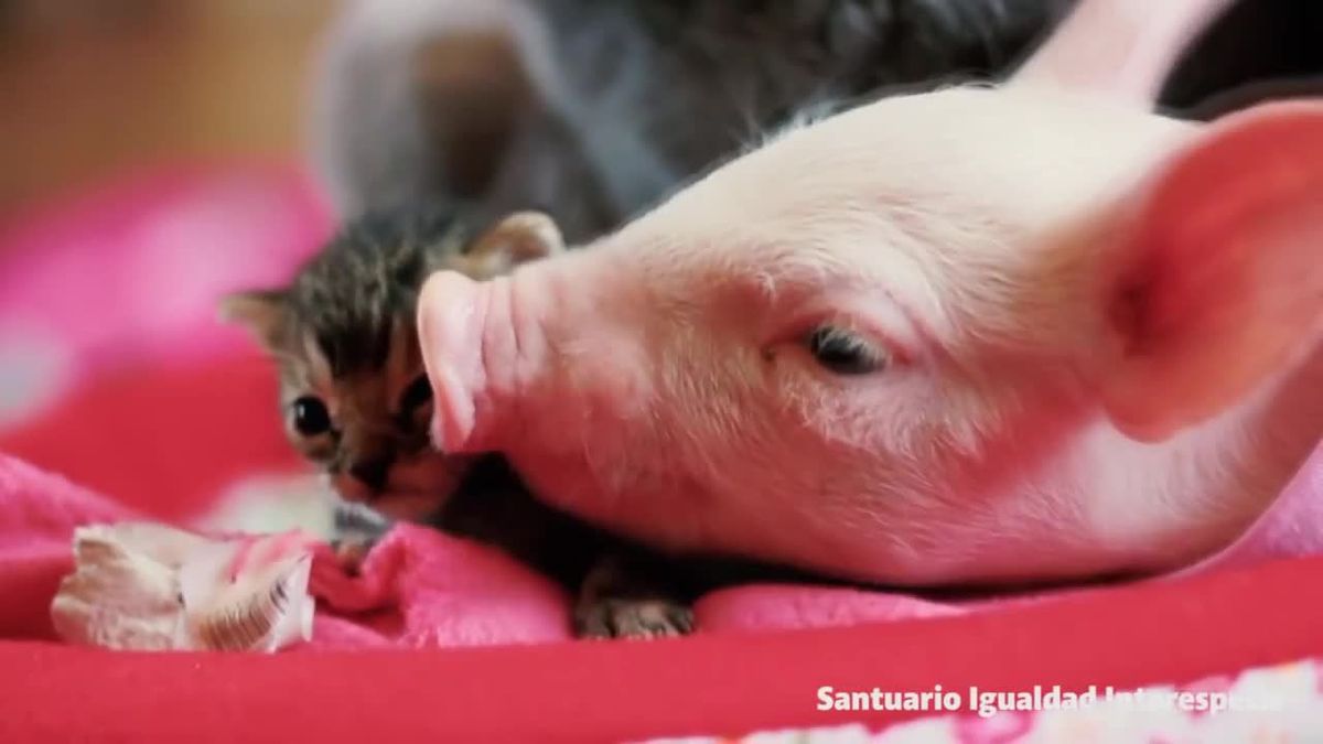 Ferkel und Katze: Süße Tierfreundschaft