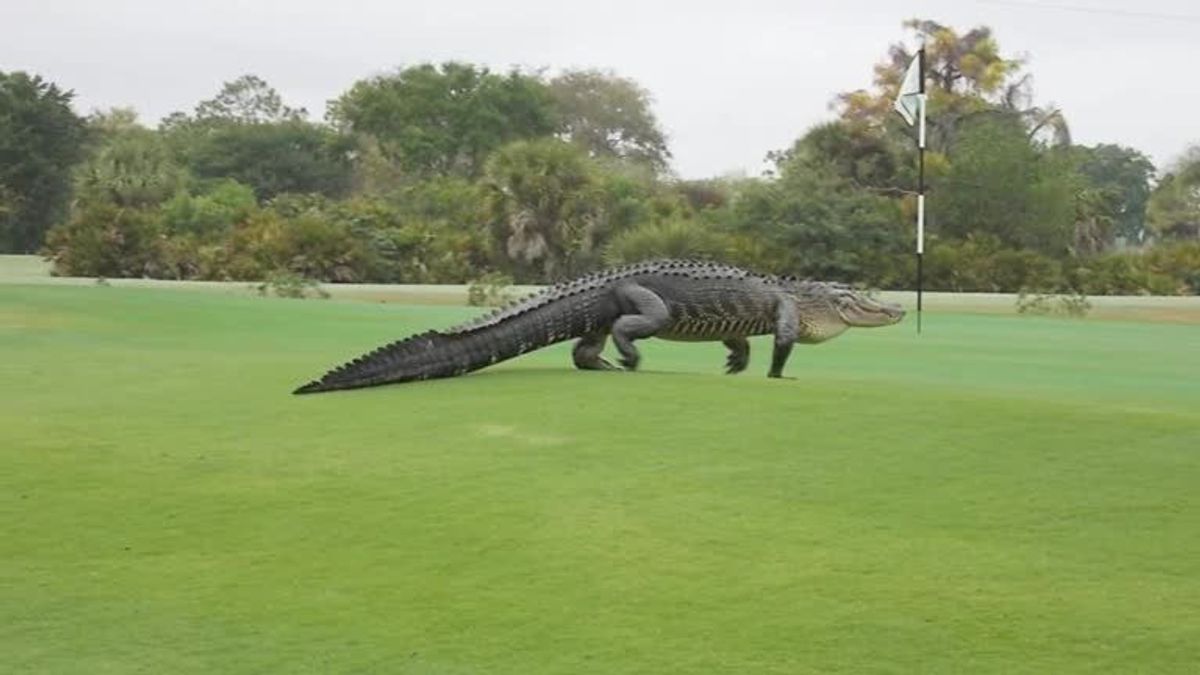 Alligator dreht eine Runde um den Golfplatz