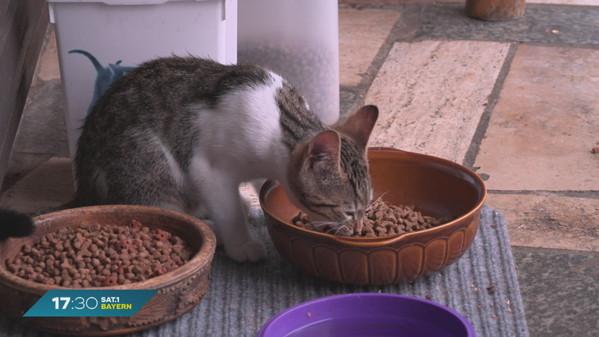 Überfüllte Tierheime: Grüne in Bayern fordern Kastration von Katzen