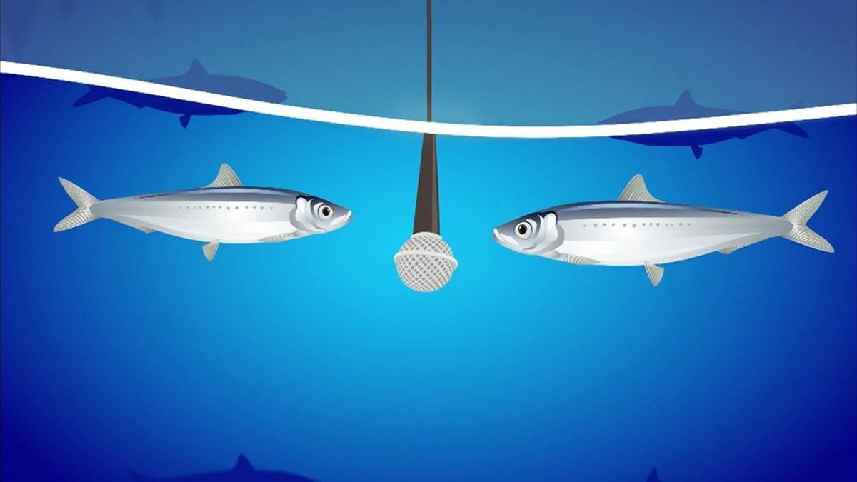 Unterwassersprache: So kommunizieren Fische