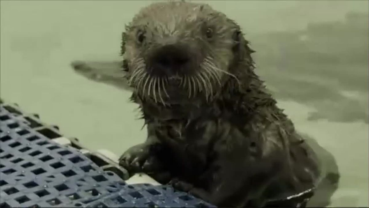 Babyotter gerettet