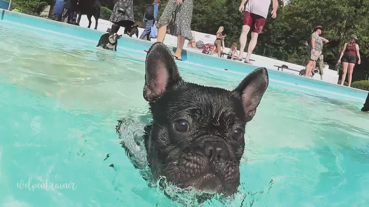 Heute steht das erste Schwimm-Training für die Welpen auf dem Stundenplan