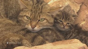 Naturschutzprojekt zum Schutz von Wildkatzen 