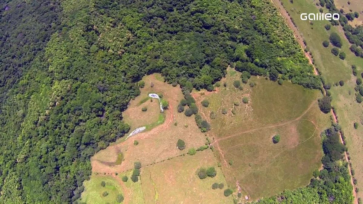 In Wälder investieren: Die Geldanlage der Zukunft?