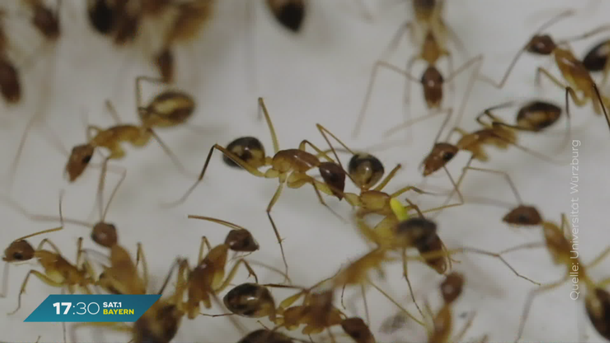 Universität Würzburg entdeckt Sensation: Ameisen heilen Artgenossen