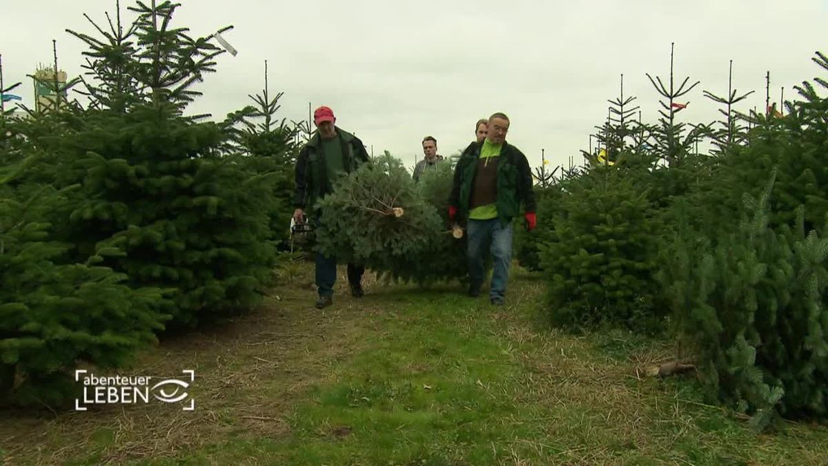 Weihnachtsbaum