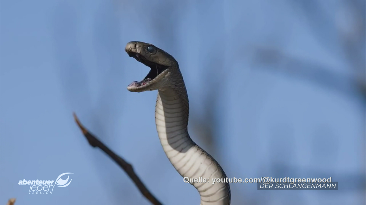 Die Schwarze Mamba 