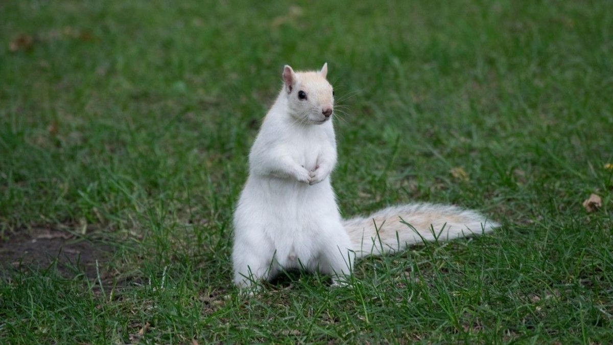 Seltene Aufnahmen: Albino-Eichhörnchen in Garten gesichtet