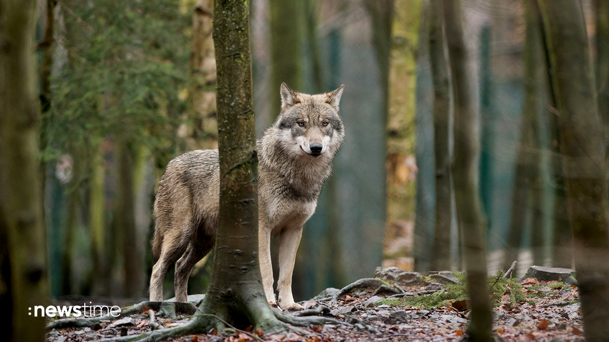 Schäden durch Wolfsrisse: Was, wenn Versicherer nicht zahlen?