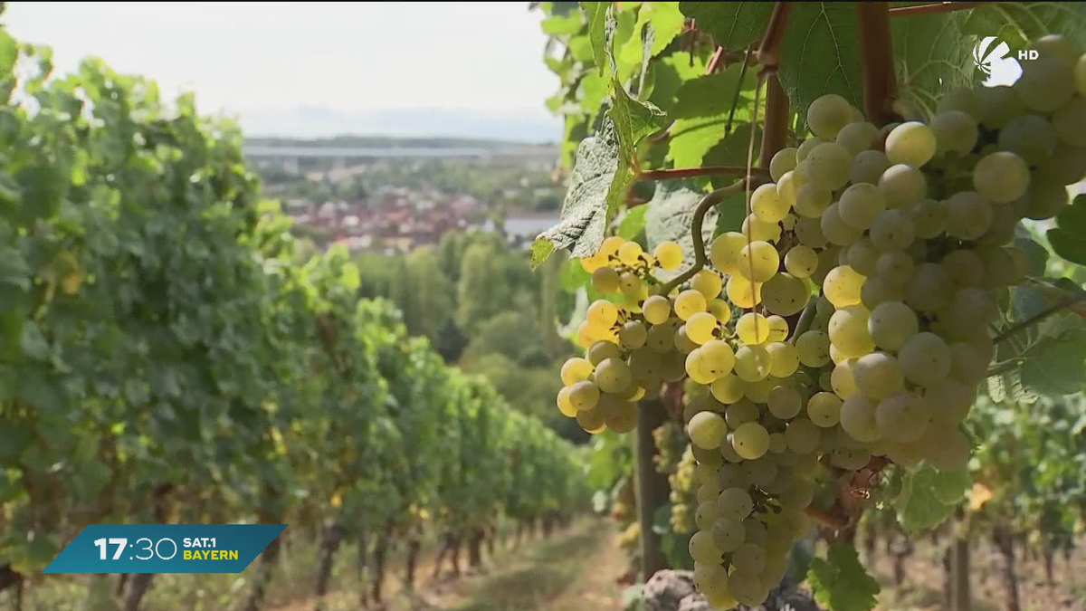 Weinlese in Unterfranken: Gute Ernte trotz Wetterkapriolen