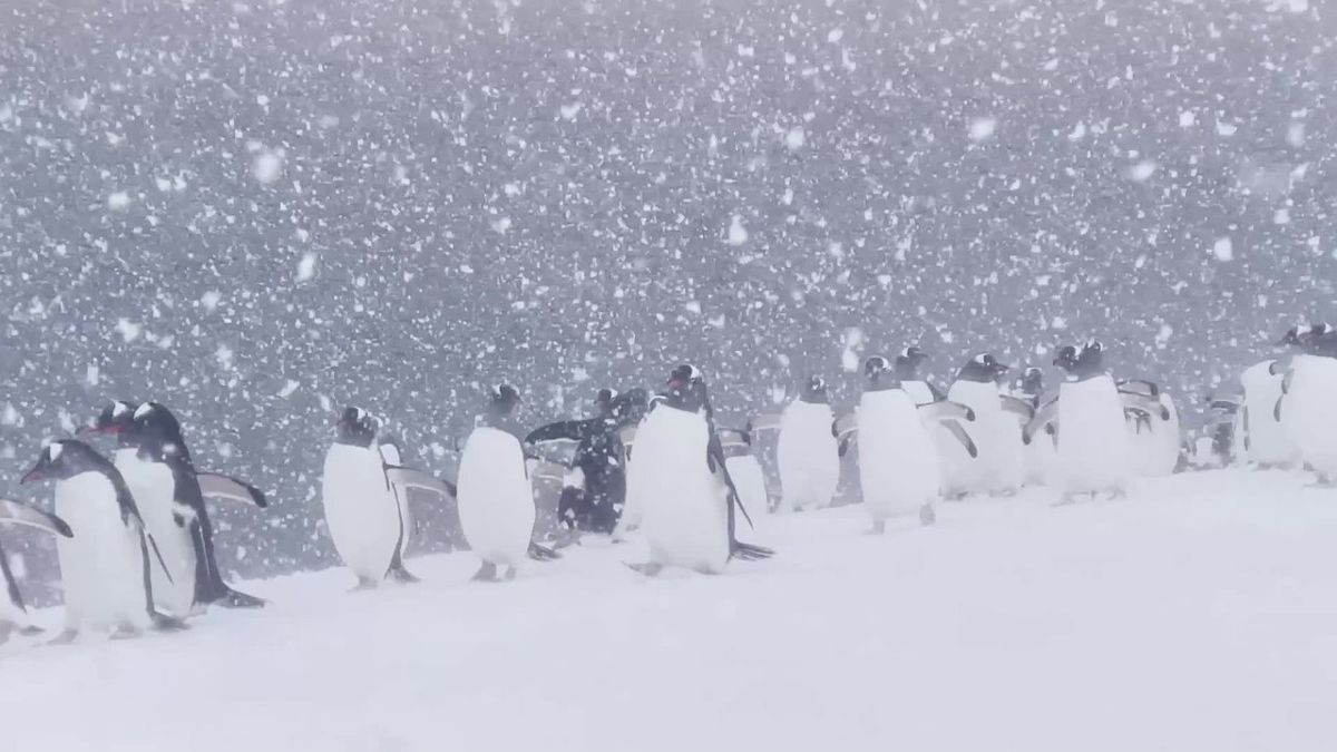 Schwarzer Pinguin in der Antarktis gefilmt - WELT