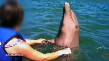 Strand, Sonne und eingesperrte Delfine! Abzocke im Karibik Style