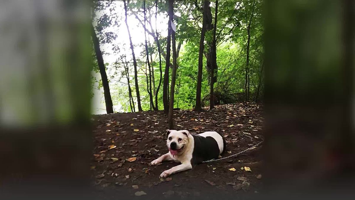 New Yorker findet ausgesetzten Pitbull - zusammen mit einer Notiz