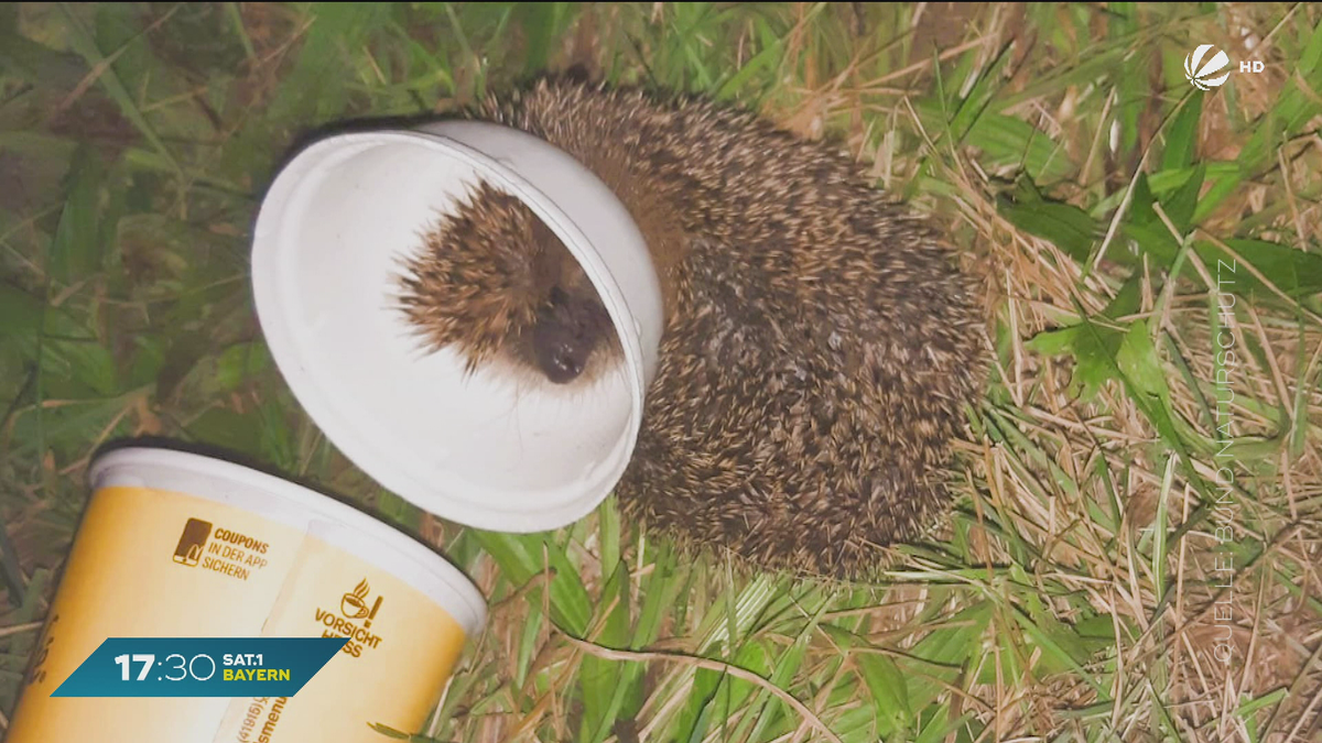 Igel-Rettung in Niederbayern: Radfahrer befreit Tier aus To-Go-Becher