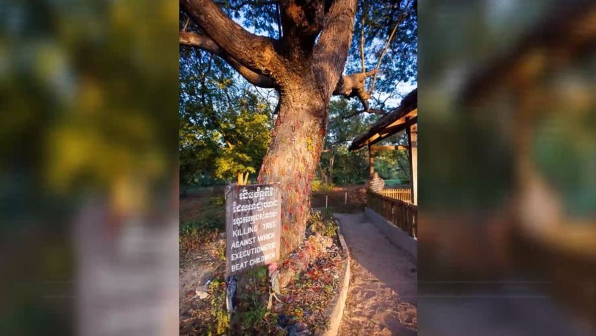 The Killing Tree: Die furchtbare Geschichte hinter diesem Baum in Kambodscha