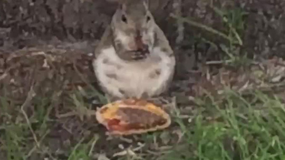 Kuriose Aufnahmen: Eichhörnchen isst Cheesburger