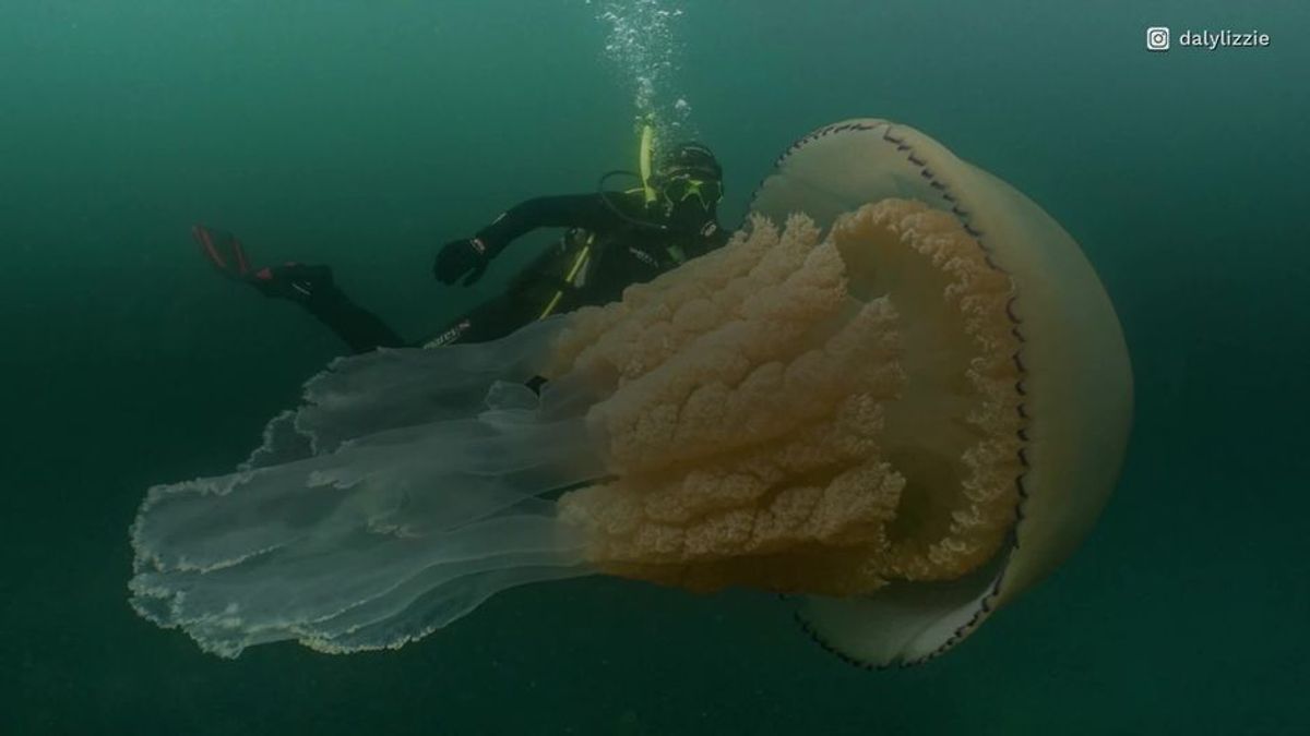 In den Tiefen des Atlantiks: Taucherin schwimmt mit gigantischer Riesenqualle