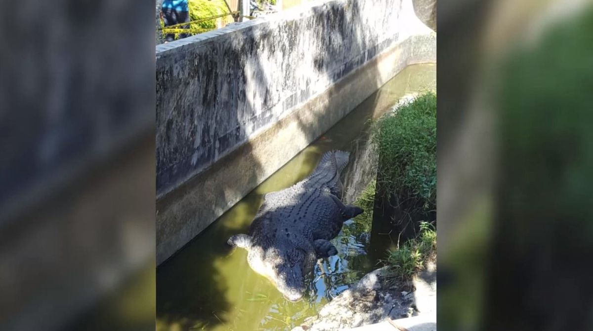 Fünf Meter langes Krokodil frisst Frau bei lebendigem Leib