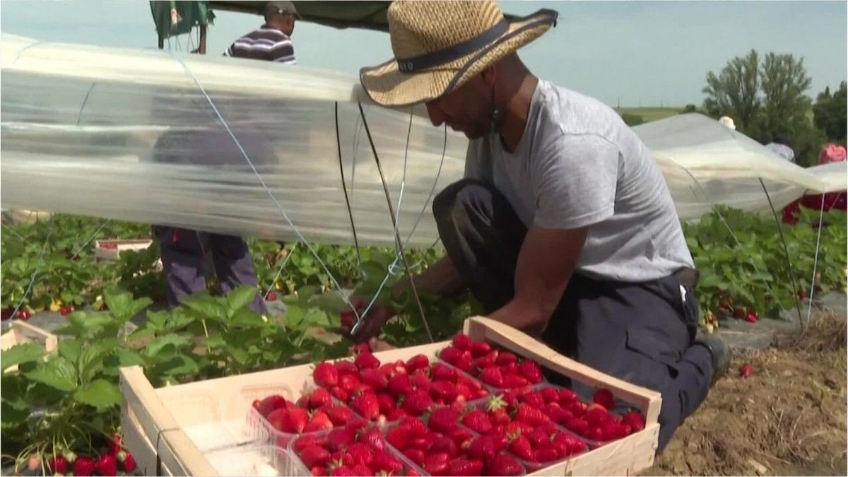 Warum Landwirte ihre Erdbeeren vernichten