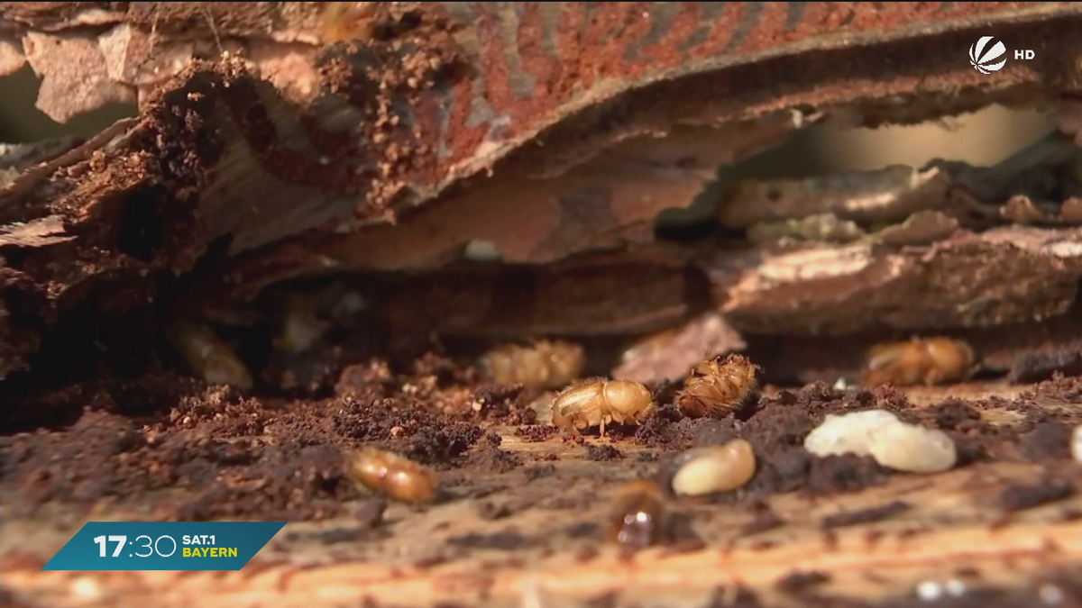 Borkenkäfer im Bayerischen Wald: Lage entspannt sich