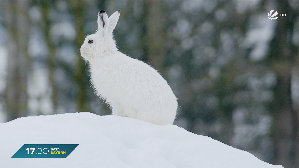 Tier des Jahres 2025: Der Alpenschneehase