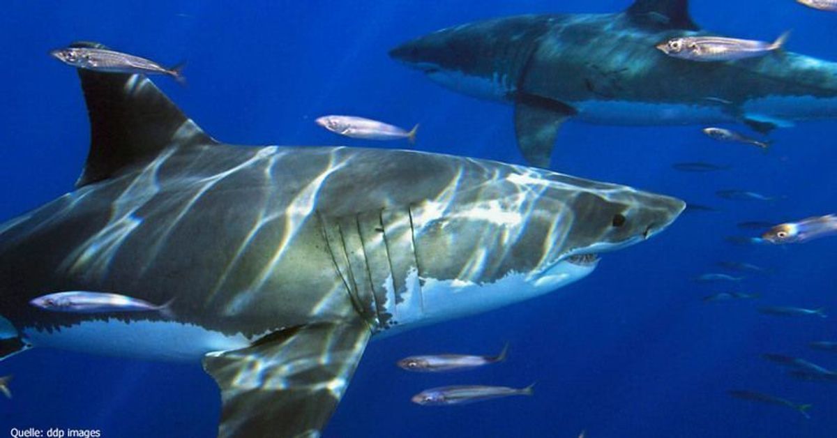 Seltene Aufnahme: Drohne nimmt interagierende weiße Haie auf
