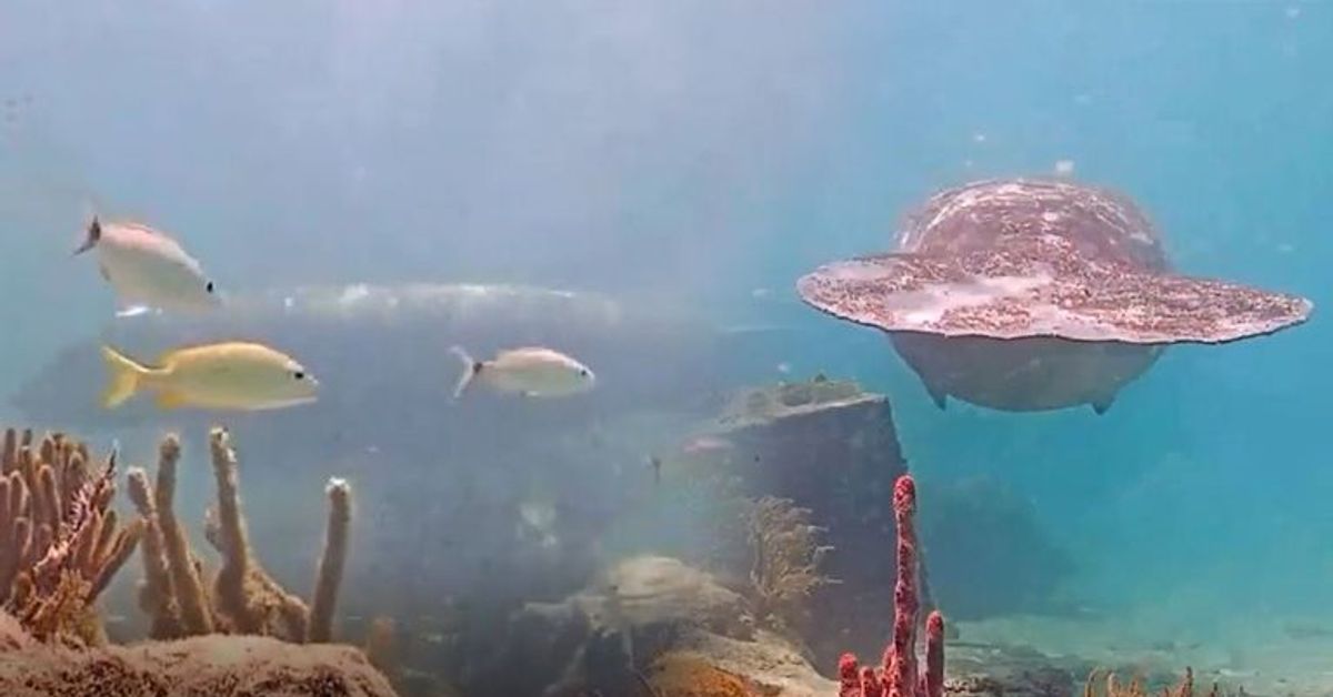 Während Unterwasser Livestream schwimmt diese Kreatur durchs Bild