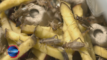 Das Große Krabbeln im Supermarkt: Insekten auf der Zutatenliste