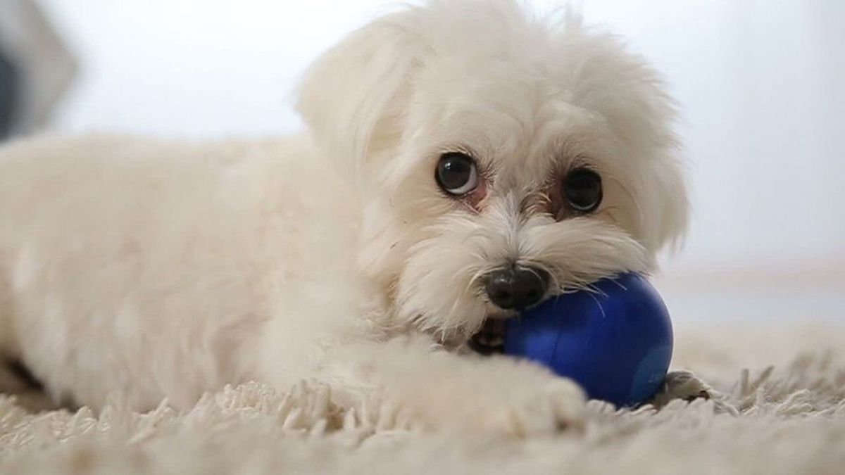 Rekordeinnahmen aus Hundesteuer im Corona-Jahr 2020
