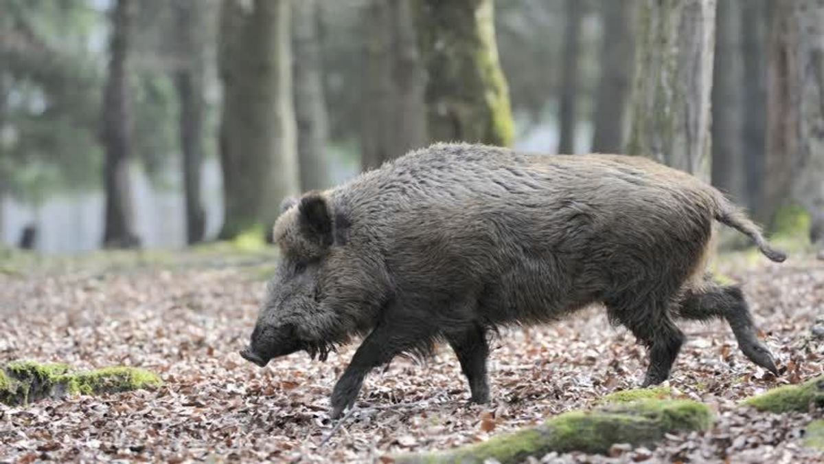 Rodeo auf dem Wildschwein