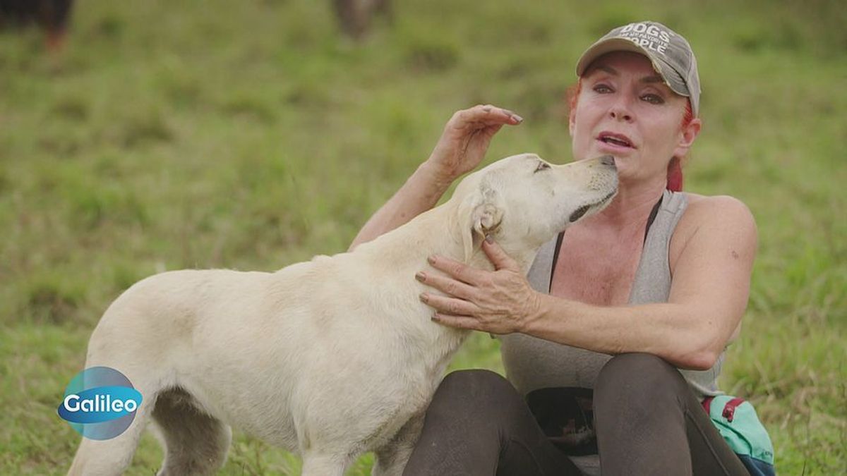 Territorio de Zaguates: Gassi gehen mit 1.800 Hunden